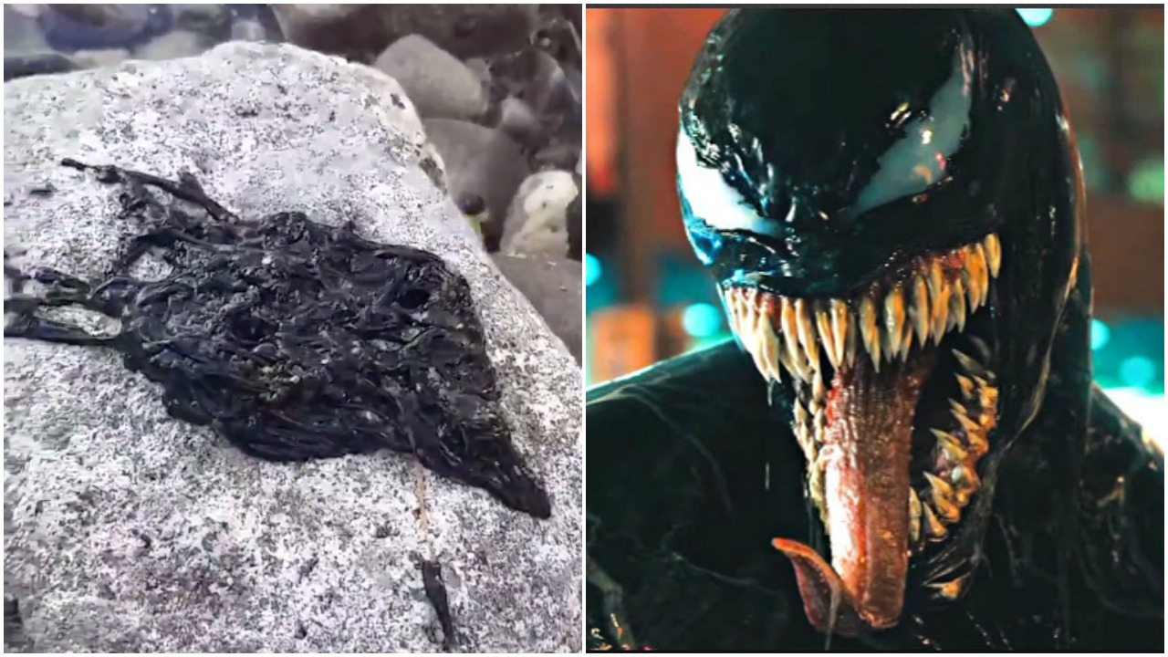 Welcome To 2020, Where ‘Venom’ Is Now Real Life In The Form Of This Fucking Toxic Worm