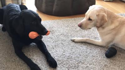 A BBC Commentator Has Started Calling His Dogs’ Playtime & This Needs To Be A Sport ASAP