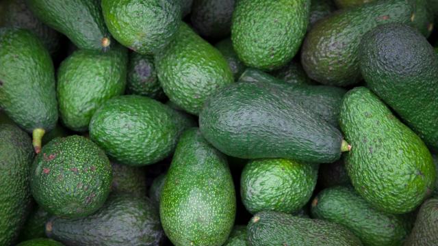 The Good News Is There’s A Huge Avo Surplus In Australia RN, The Bad News Is They’re Shepards