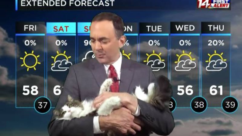 A Weather Reporter’s Cat Interrupted His Live-Cross From Home & Is Now An Iso-Star
