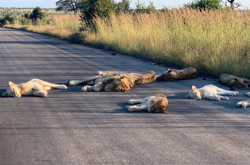 lions nap