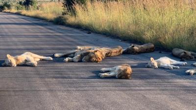These Adorable Lions Taking A Nap In The Middle Of The Road Are Today’s Isolation Mood