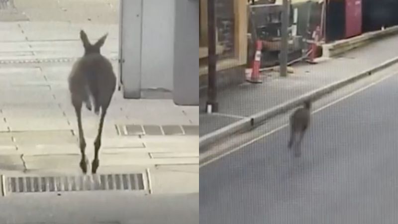 Hello To This Roo, Caught On CCTV Hooning Through Adelaide’s Dead-Quiet CBD