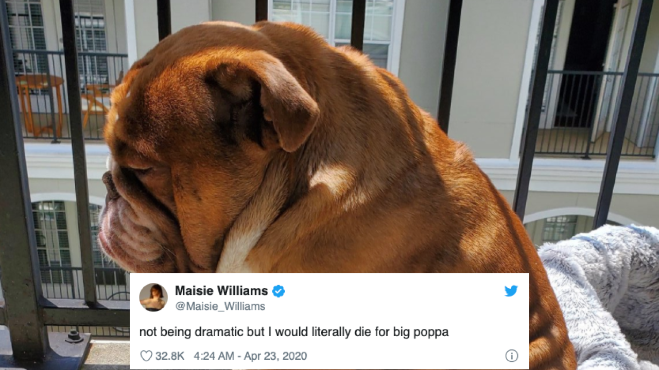 Big Poppa Can’t Play With His Little Human Pals Anymore & It’s Made Him One Sad Bulldog