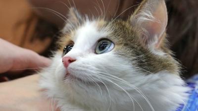 Two Pet Cats Have Tested Positive For Coronavirus In The US, Which Is Shit News For Fluffy
