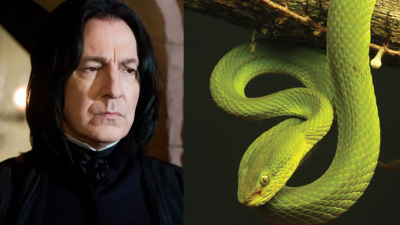 Scientists Named This Newly-Discovered Snake After Slytherin Which Is Just Asking For Trouble