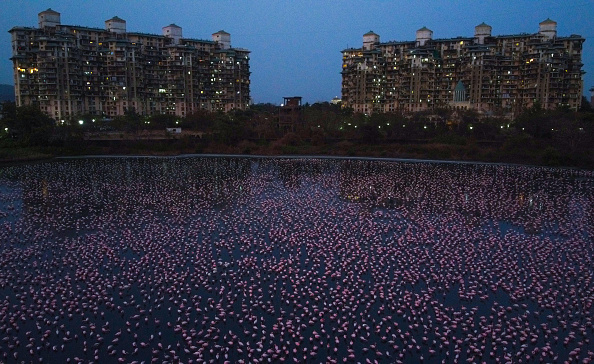 Thousands Of Flamingos Have Flocked To Mumbai As India Remains Under Lockdown