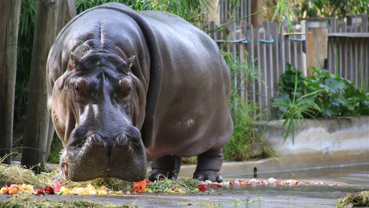 Rest In Peace To Brutus, Australia’s Oldest Hippopotamus And A Mainstay Of Adelaide Zoo