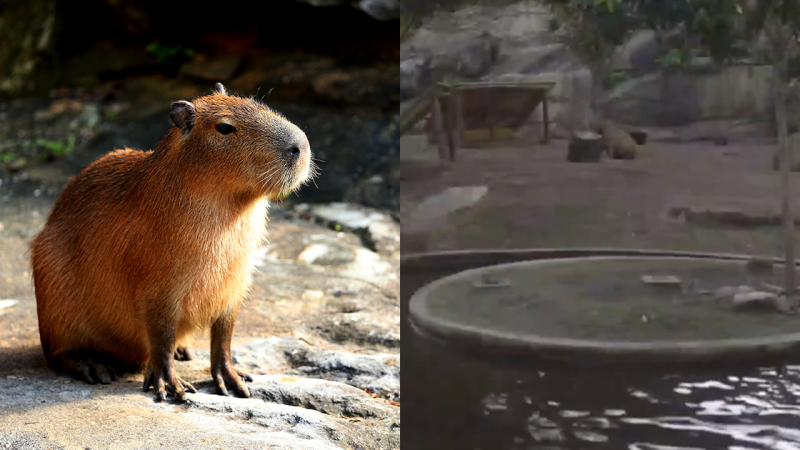 Taronga Zoo Just Launched A Capybara Cam & Suddenly All Our Weekend Plans Have Cleared