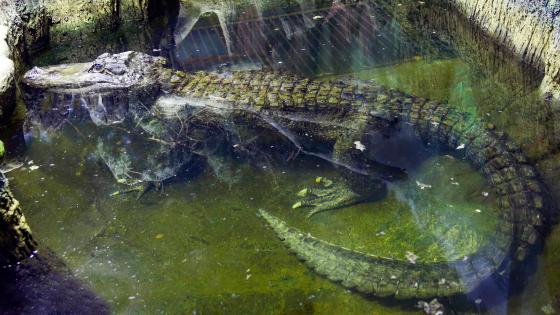 What The Actual Fuck: Hitler’s Rumoured Pet Alligator Named Saturn Has Died At Age 84