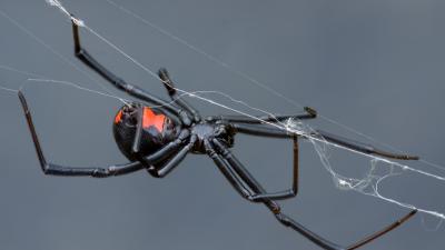 3 Kids Hospitalised After Letting A Black Widow Bite ‘Em In Group Effort To Become Spider-Man