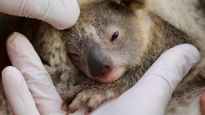 Ugly Cry Alert: The Australian Reptile Park Just Welcomed Its 1st Post-Bushfire Koala Joey