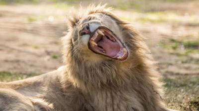 A Woman Was Mauled In The Face By A Lion At A NSW Zoo & Is Now In A Critical Condition