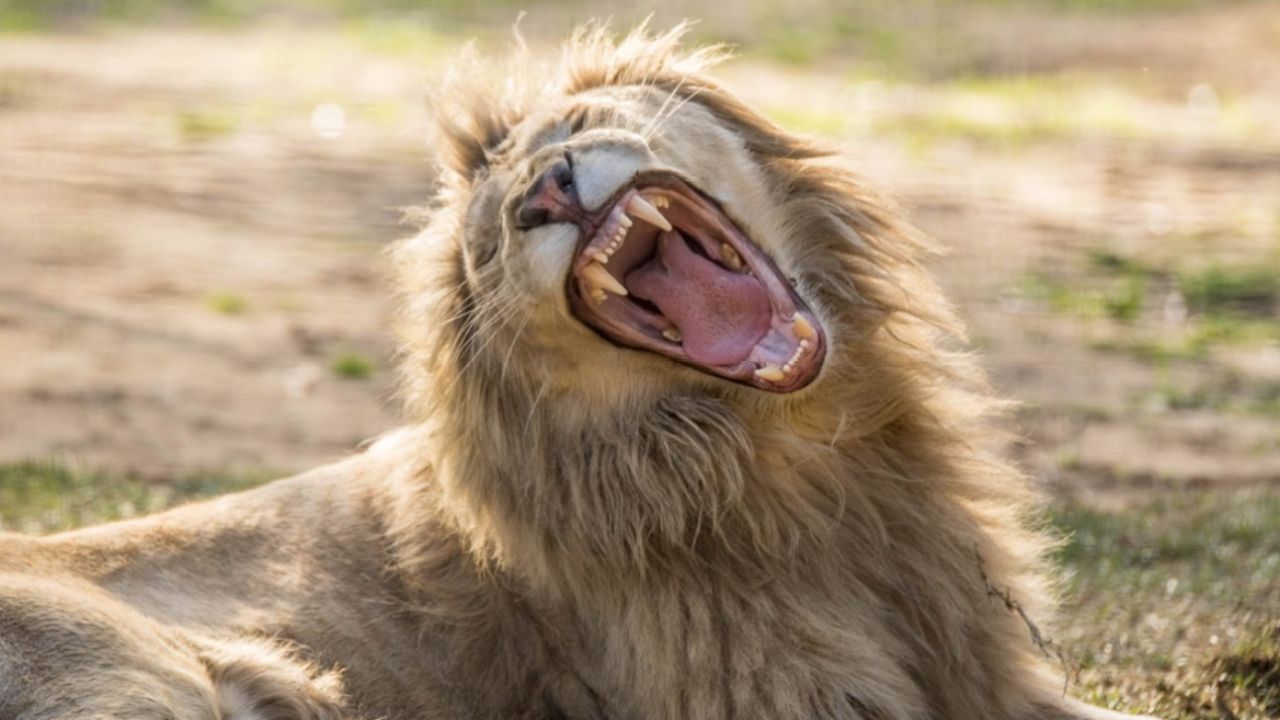 A Woman Was Mauled In The Face By A Lion At A NSW Zoo & Is Now In A Critical Condition