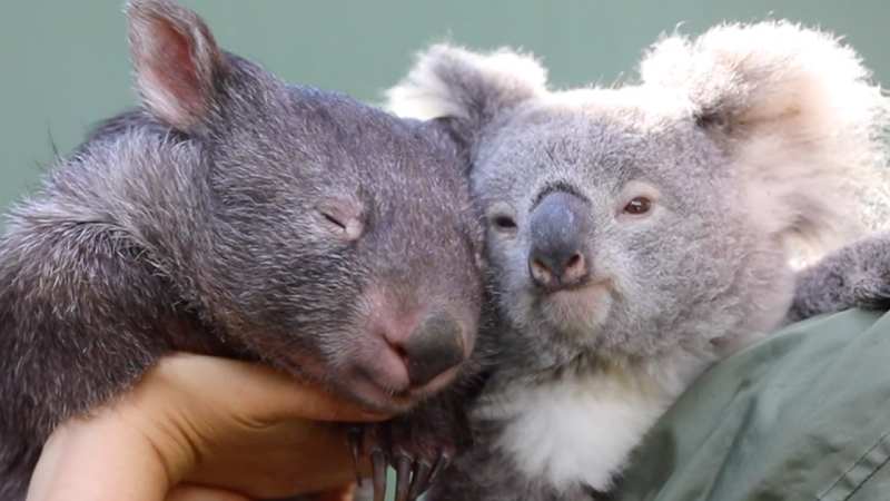 May We ‘Aw’ In Unison At This Koala & Wombat Duo, Who Became Besties During Isolation