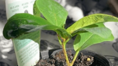 Bunnings Is Selling Your Next Plant Baby, AKA Tiny Fiddle-Leaf Figs, For $3.75 Right Now