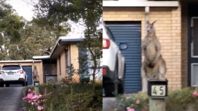 Why Does This Kangaroo, Guarding Someone’s Front Door, Look Like It’s Going To Ask For ID?