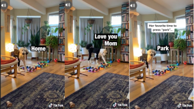 This Dog Says “I Love You Mum” Using Real Words & That’s It, That’s The Best Video On TikTok