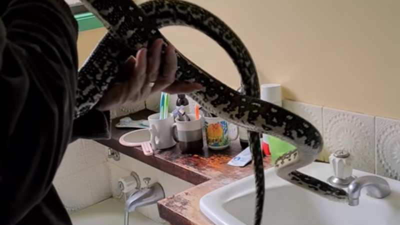 This Python Entered A NSW Home Via A Ceiling Fan, So Excuse Me While I Scream Into A Pillow