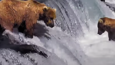 Bid Farewell To Hours Of Your Precious Time, ‘Cause That 24/7 Alaskan Bear Cam Hath Returned