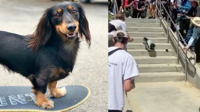 Rowdy The Dachshund Is The Skating Queen Of TikTok & Soon-To-Be Ruler Of This Earth