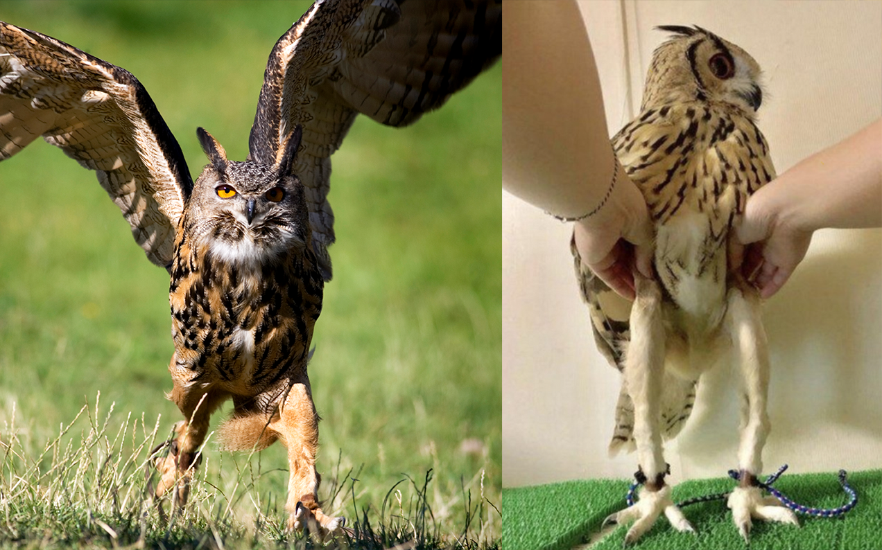 Help: I Can't Stop Looking At Pictures Of Owl Legs.