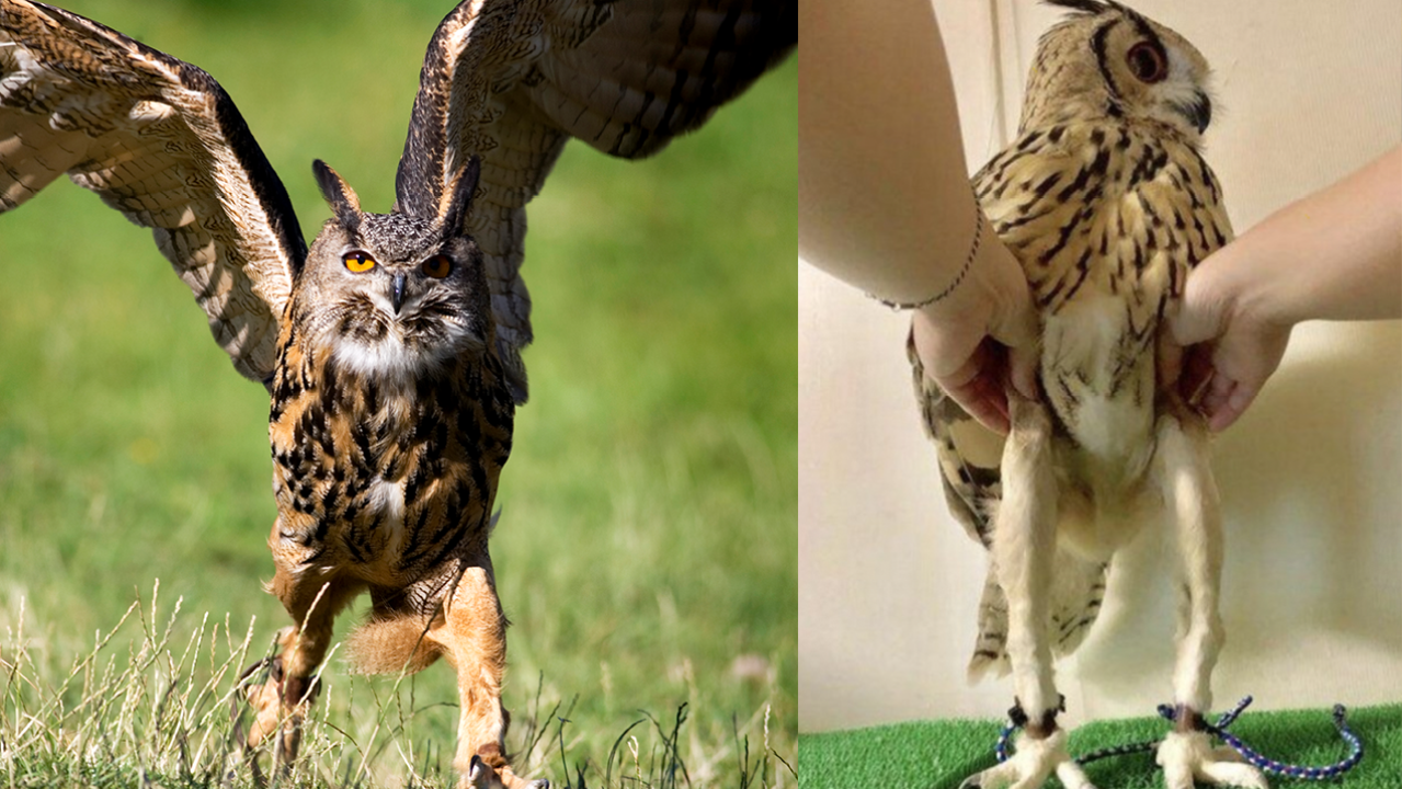 Help: I Can’t Stop Looking At Pictures Of Owls And Their Abnormally Long Legs
