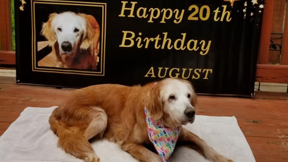 May We Shed A Pool Of Happy Tears For Rescue Dog Augie, The World’s Oldest Golden Retriever