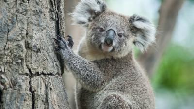 Inquiry Finds Koalas Will Be Extinct In NSW By 2050 If We Keep Fucking With Their Habitats