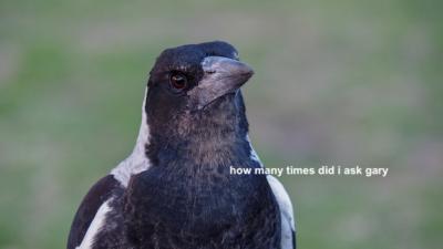 Research Says Female Magpies Are Louder Than Males Which Wouldn’t Happen If They Fkn LISTENED