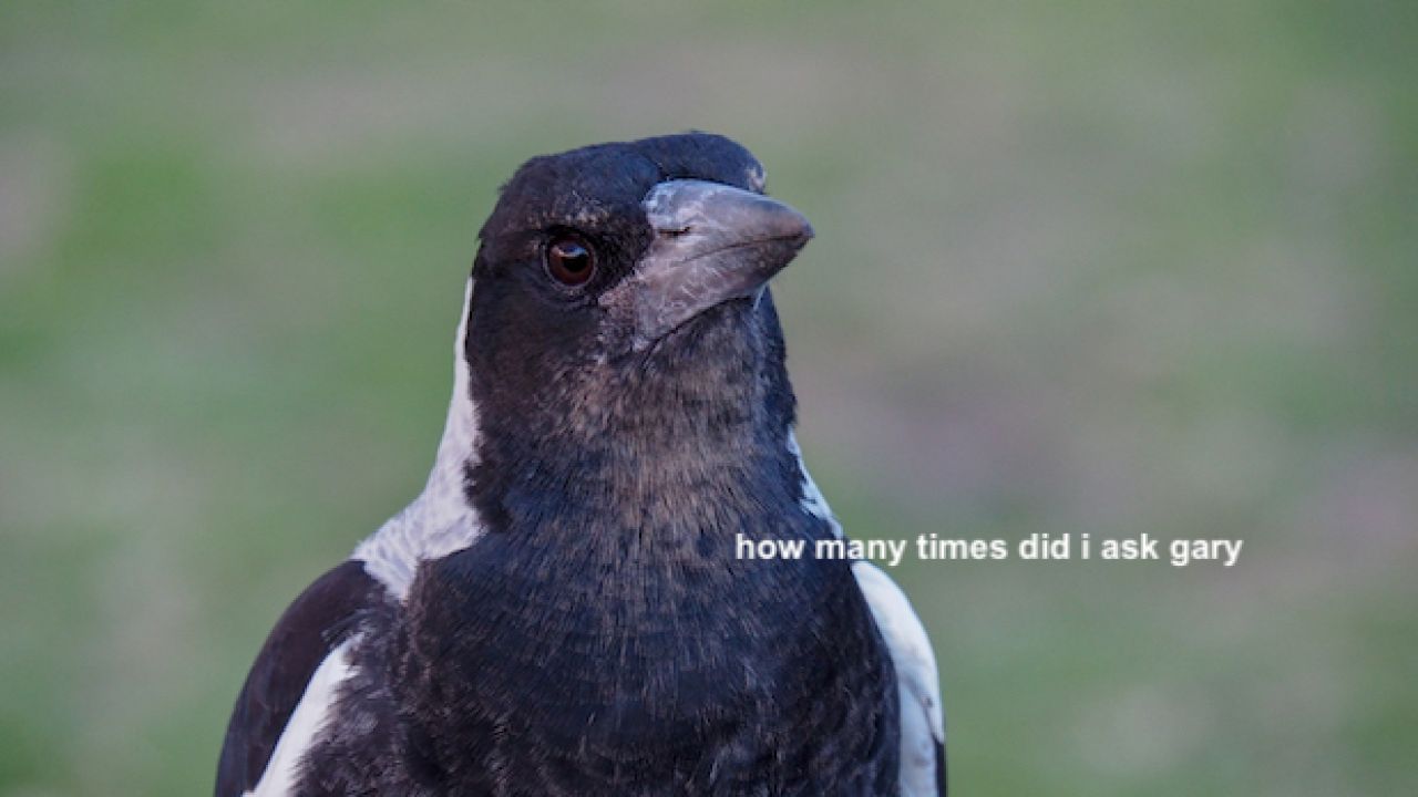 Research Says Female Magpies Are Louder Than Males Which Wouldn’t Happen If They Fkn LISTENED