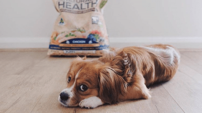 This Pet Food Label Is Casting Dogs In A New Ad So It’s Time To Get Into Stage Mum Mode