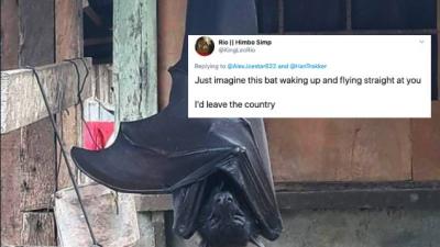 The Internet Is Losing Its Collective Mind Over This Human-Sized Bat & We Don’t Blame ‘Em