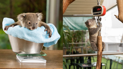 May These Koala Joeys Getting Their 1st Health Check Provide Some Much-Needed Serotonin