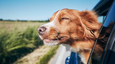 Here’s Everything You Should Know Before Taking Your Doggo On A Road Trip Holiday