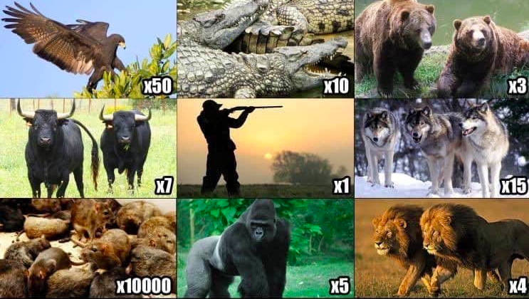 pick two animals meme