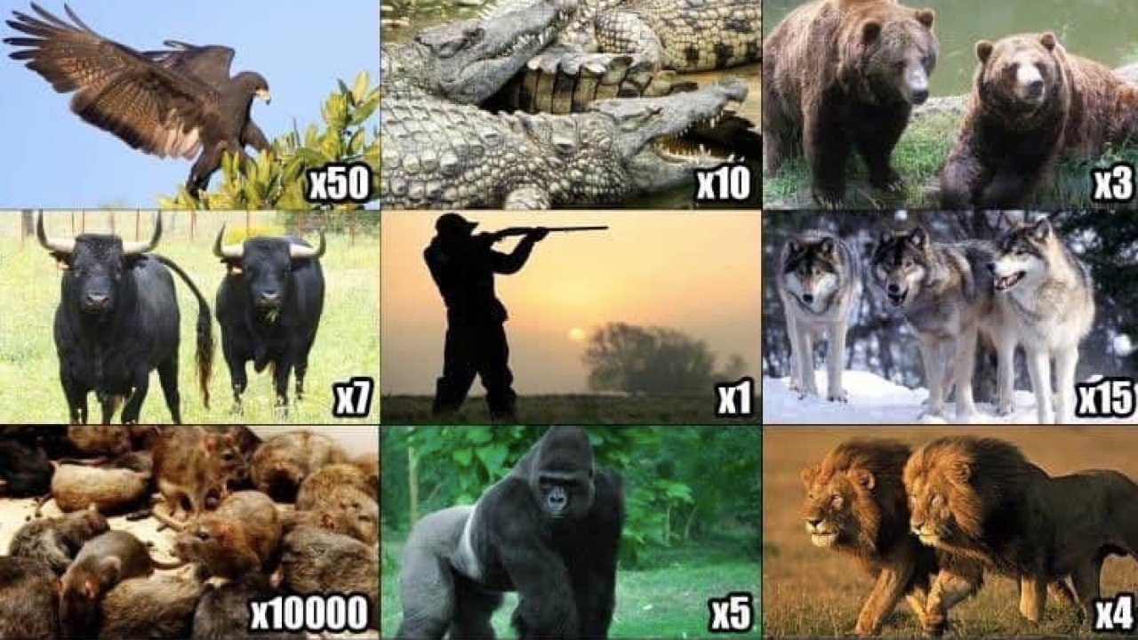 Correctly Ranking The 'Pick 2 Animals To Defend You' Meme 'Coz There's Only  One Clear Answer