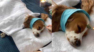 Nothing Makes Me Happier Than Watching This Dog Enjoy A Well-Deserved Facial On TikTok