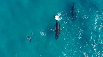 A Woman Was Crushed By Two Humpback Whales While Diving Off The Coast Of Western Australia