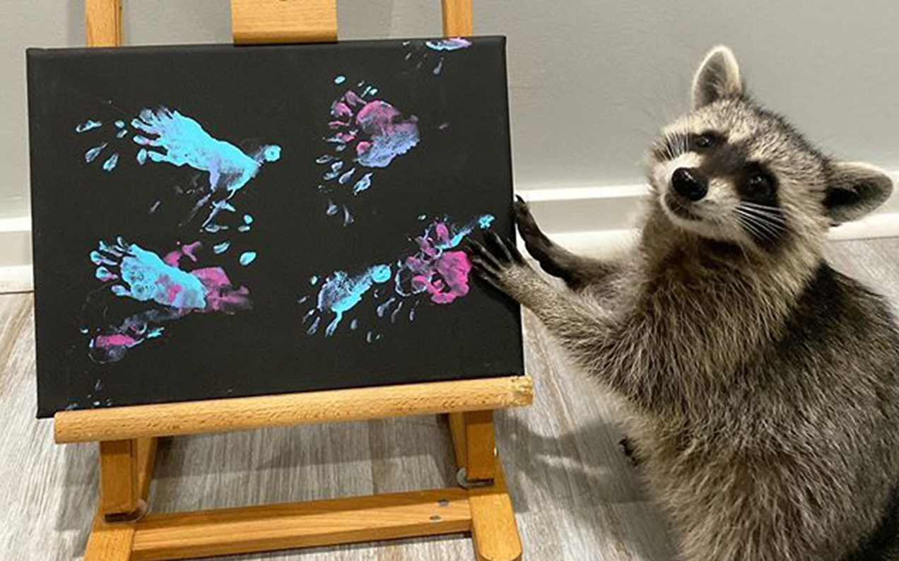 A Rescue Raccoon Is Selling Its Picasso-Tier Finger Paintings Online
