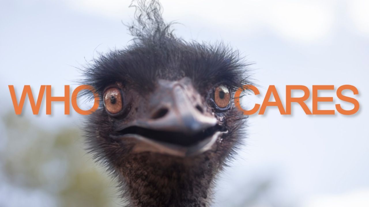 Americans Are Trying To Stir Shit Up With How They Pronounce ‘Emu’ & I Could Not Care Less