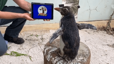 A Penguin In Perth Is Binge-Watching Episodes Of Pingu & It’s About As Cute As Nature Gets