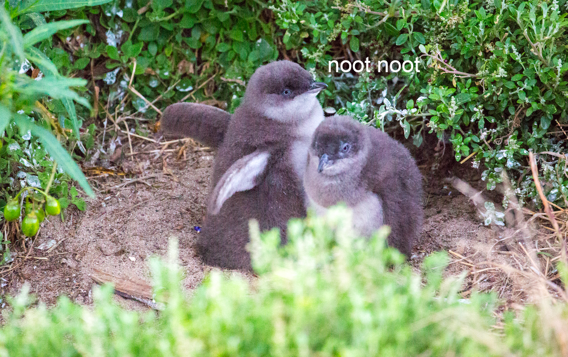 Just A Teeny Lil’ Reminder You Can Stream The Phillip Island Penguin Parade Live Tonight