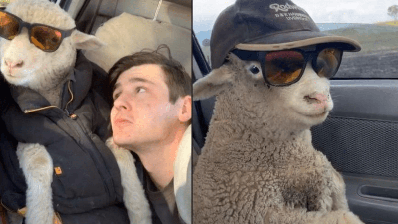This Aussie Farmer And His TikTok Famous Lamb Johnny Are Honestly The Most Iconic Duo Of 2020