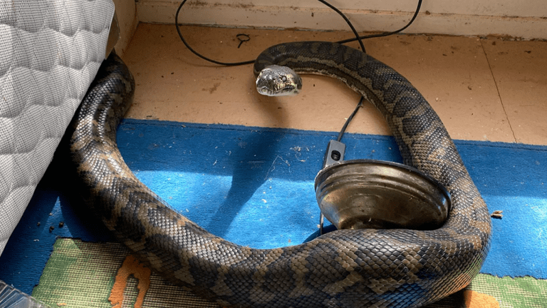 Two Huge Snakes Came Crashing Through This Aussie Dude’s Roof Bc Nature Doesn’t Give A Shit