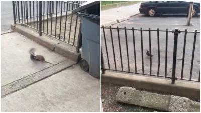 Choose Your Fighter In This Brutal NYC Street Fight: Rat Or Pigeon