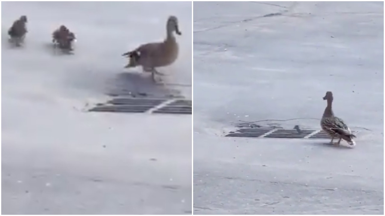 Join Me On The Emotional Rollercoaster That Is This Duck Video