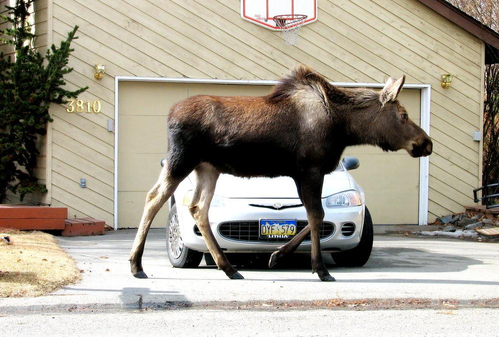 moose too big