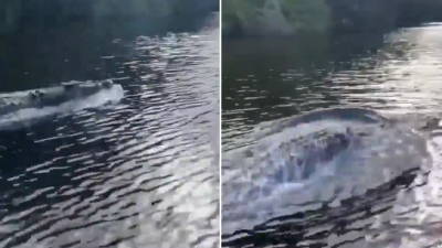 This Footage Proves Saltwater Crocs Can Swim Faster Than I Usually Run In My Nightmares