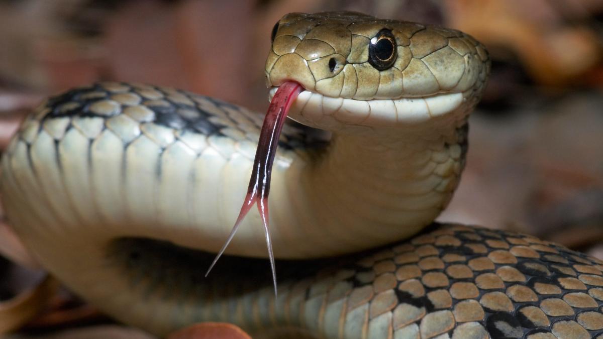 snake penis bite